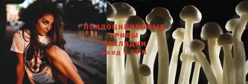 Галлюциногенные грибы Psilocybine cubensis  мега онион  Кушва 